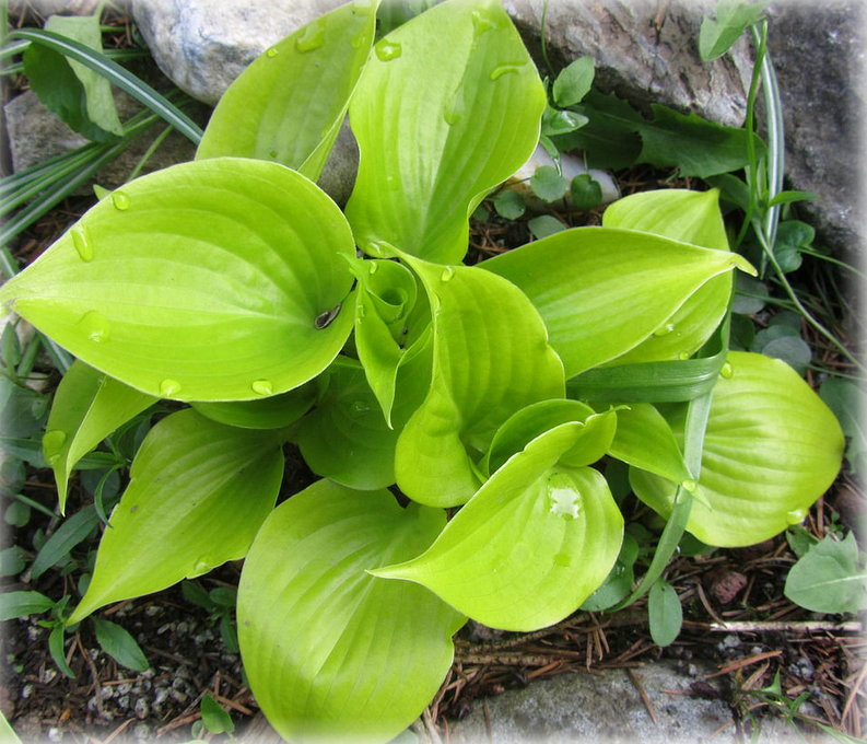 Хоста Appletini. Хоста Лемонтини. Хоста Hosta ' Appletini '.