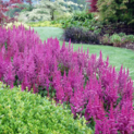 Astilbe chinensis Vision in Red01
