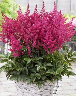 Astilbe Hybrida Younique Red
