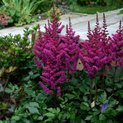 Astilbe chinensis Vision in Red00