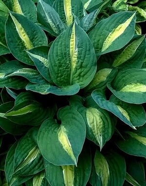 Hosta Alan Titchmarsh (L) 