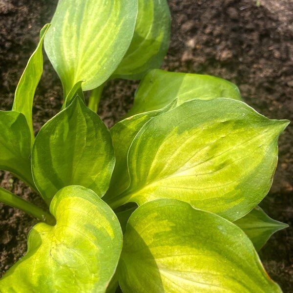 Hosta Binkie (S) 