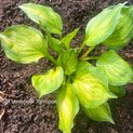 Hosta Binkie (S) 01