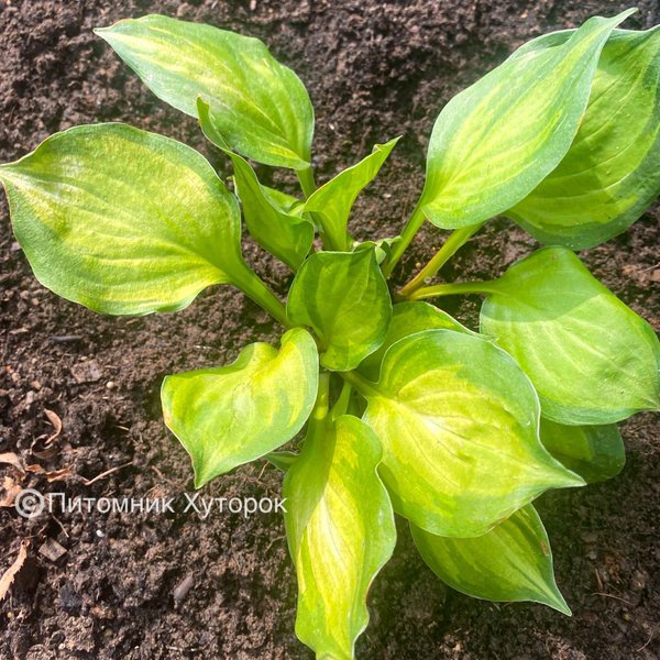 Hosta Binkie (S) 1