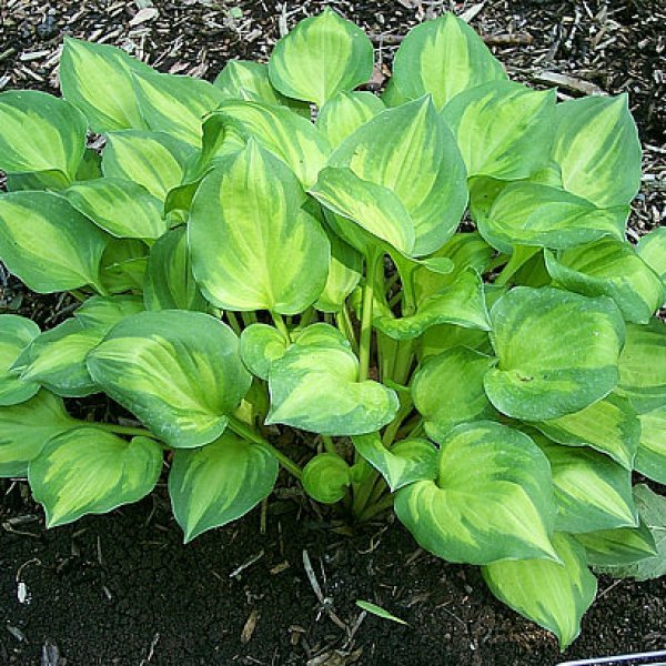 Hosta Binkie (S) 2