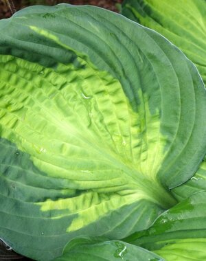 Hosta Captain Kirk (L)