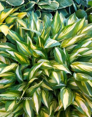 Hosta Cherry Berry (S) 