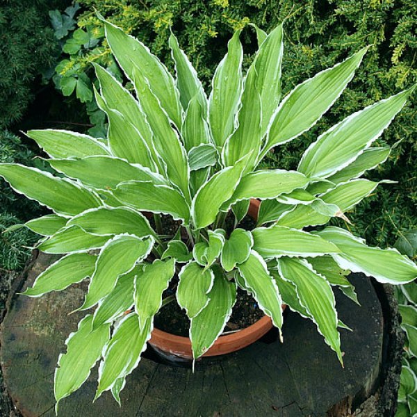 - Hosta City Dog (M) 2