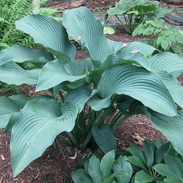 Hosta Coal Miner (L) 