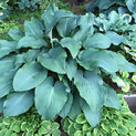 Hosta Coal Miner (L) 01