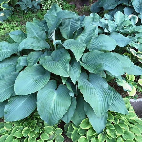 Hosta Coal Miner (L) 1