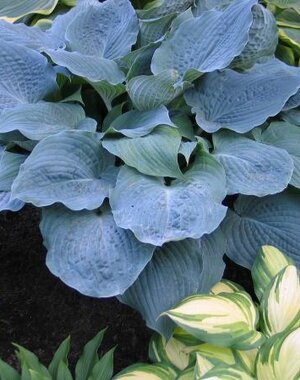 - Hosta Country Dreaming (L) 