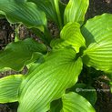 Hosta Dancefloor Filler (L) 01