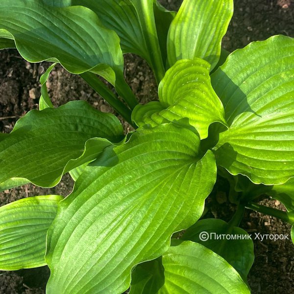 Hosta Dancefloor Filler (L) 1