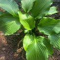 Hosta Dancefloor Filler (L) 00