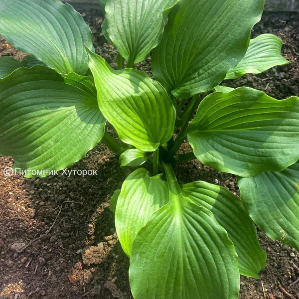 Hosta Dancefloor Filler (L) 