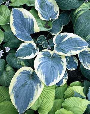 - Hosta Eclipse of the Heart (L) 