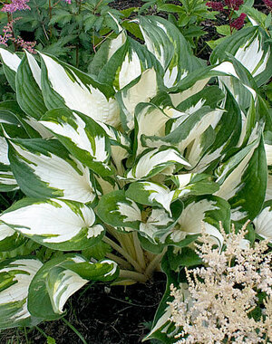 Hosta Fire and Ice (S-M)