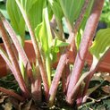 Hosta Garnet Prince (M) 01