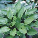 Hosta Garnet Prince (M) 00