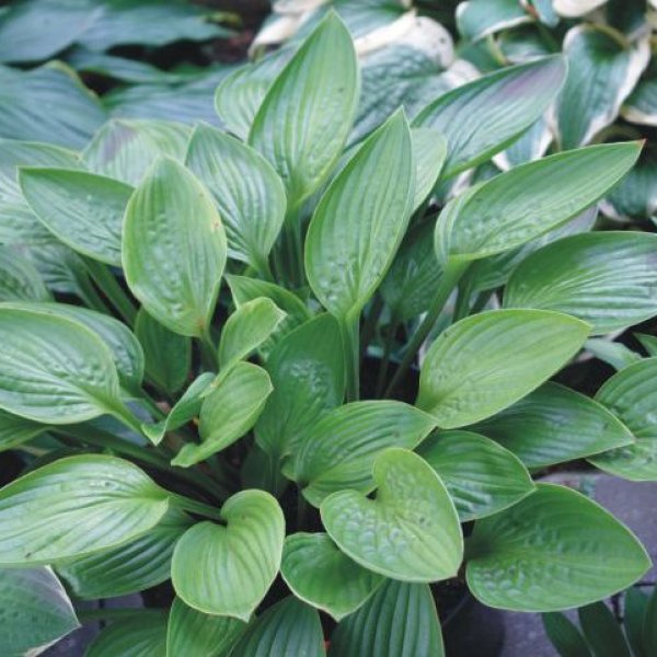 Hosta Garnet Prince (M) 