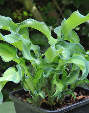 Hosta Gravity Rocks (S)