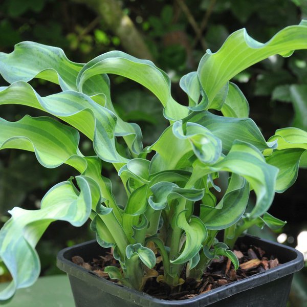 Hosta Gravity Rocks (S)