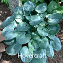 Hosta Hovercraft (L)00