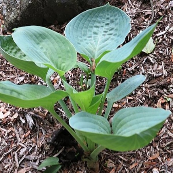 Hosta Hovercraft (L)1