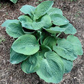 Hosta Hovercraft (L)02