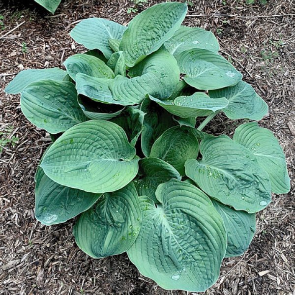 Hosta Hovercraft (L)2