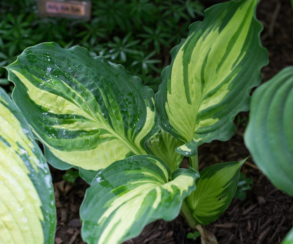 Hosta lakeside paisley print