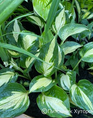 Hosta Lakeside Cupcake (S) 