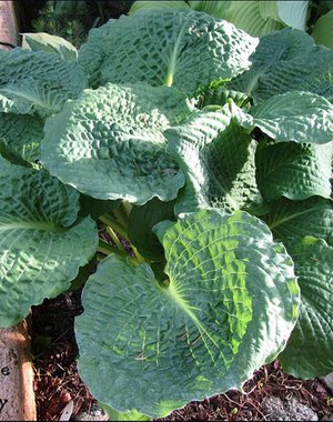 Hosta Lakeside Prophecy (L)