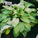 Hosta Laura Lanier (S)01