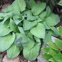 Hosta Laura Lanier (S)02