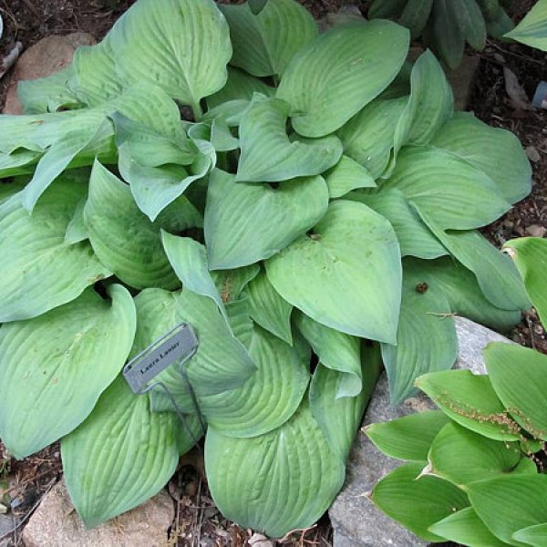 Hosta Laura Lanier (S)2