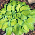 Hosta Laura Lanier (S)00