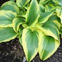 Hosta montana Aureomarginata (L)01