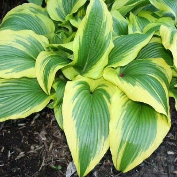 Hosta montana Aureomarginata (L)1