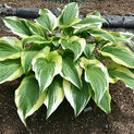 Hosta montana Aureomarginata (L)00