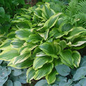 Hosta montana Aureomarginata (L)02