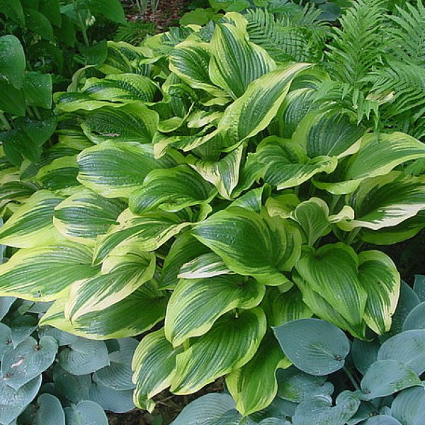 Hosta montana Aureomarginata (L)2