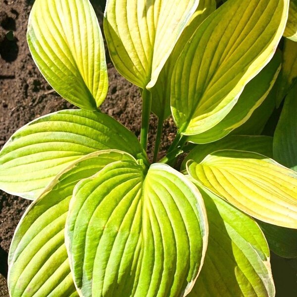 Hosta Hasta Manana (М)