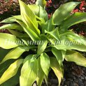 Hosta Rebecca (M)02