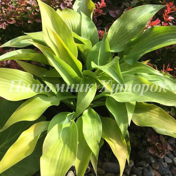 Hosta Rebecca (M)2