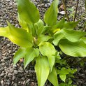 Hosta Rebecca (M)00