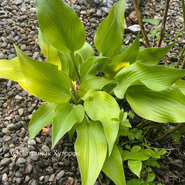 Hosta Rebecca (M)