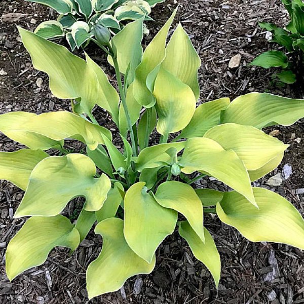 Hosta Rebecca (M)1