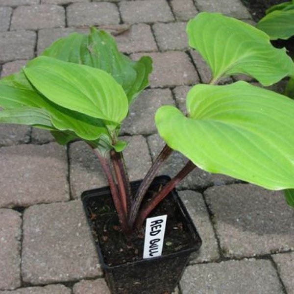 Хоста Red Hostas